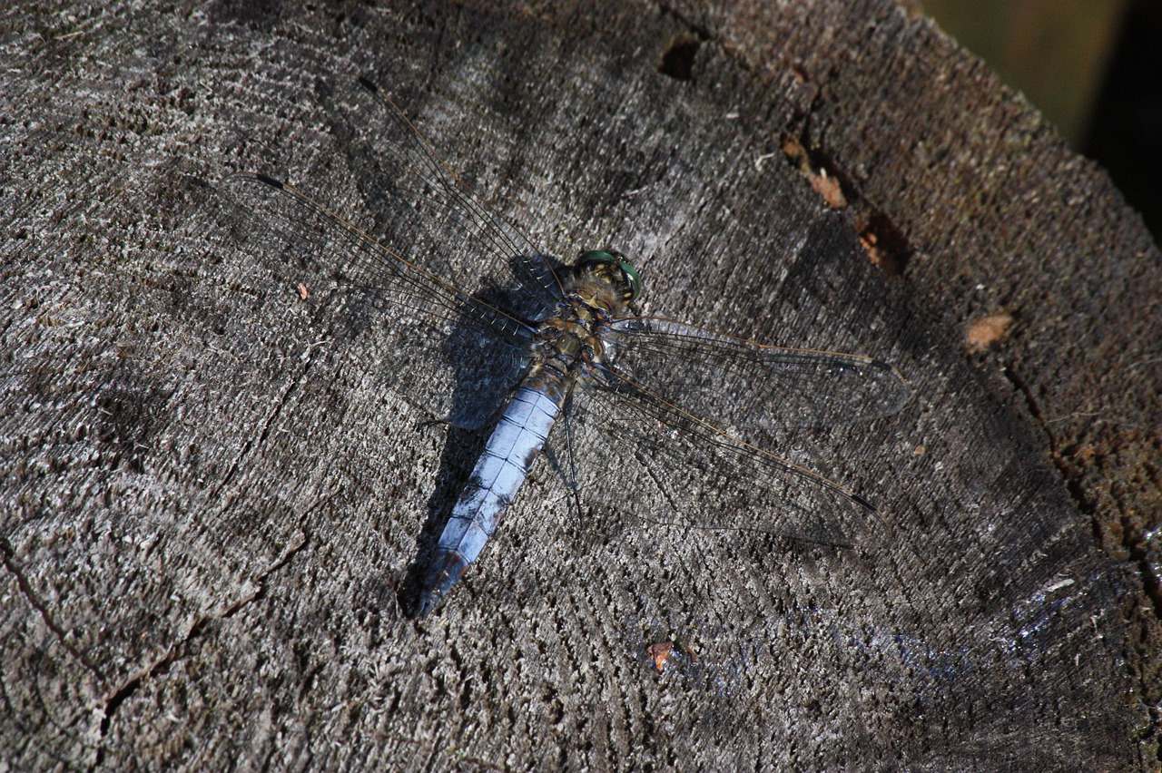 ważka  dragonflies  macro free photo
