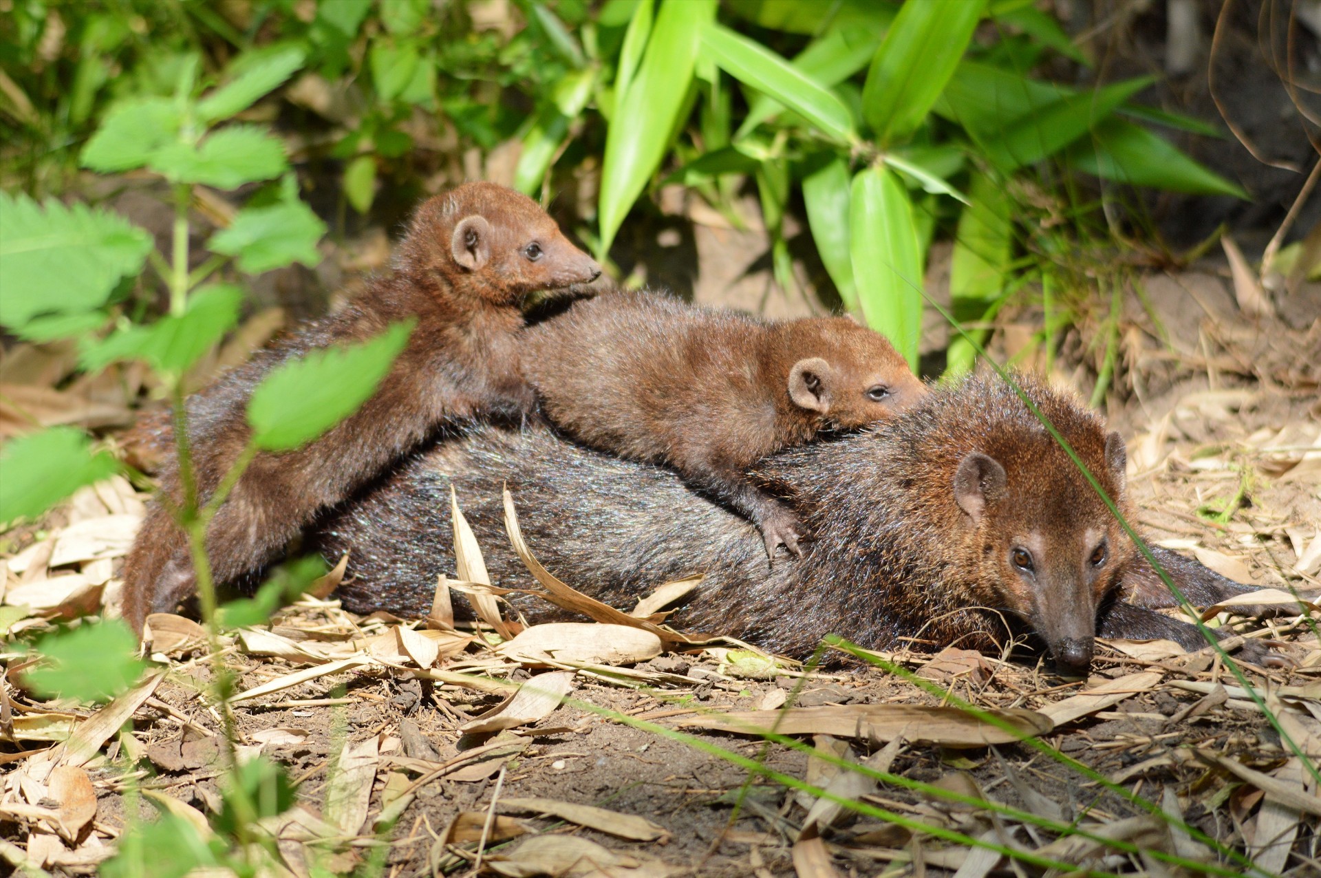 weasel family animals free photo