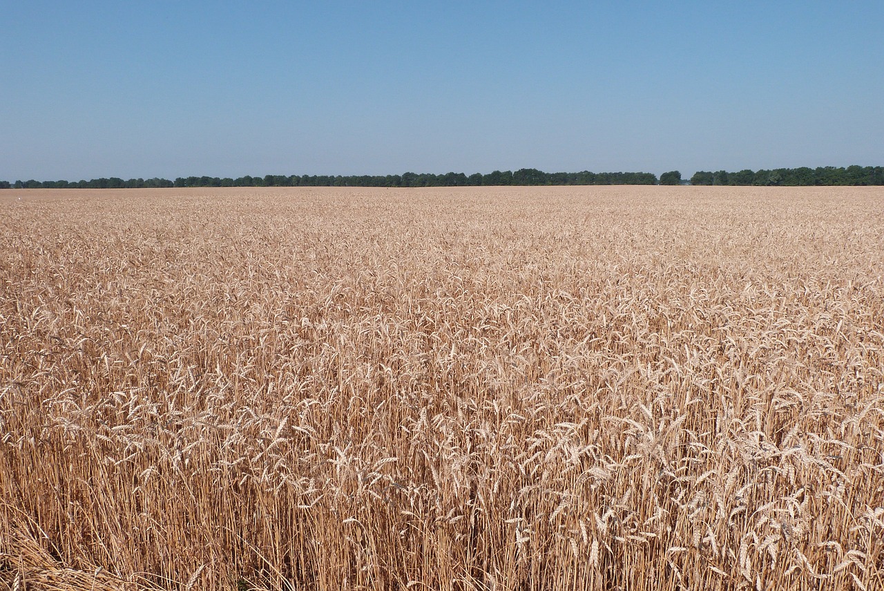 weat wheat field free photo