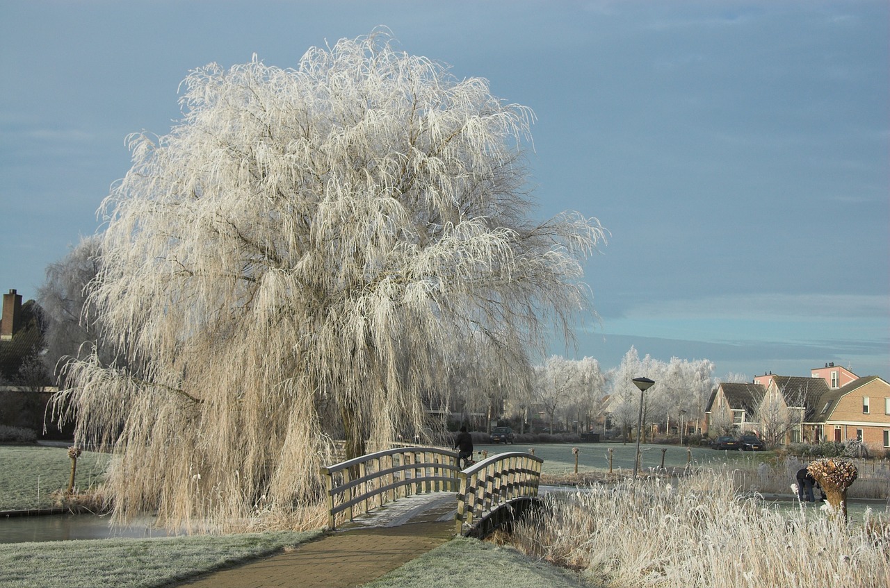 weather  winter  snow free photo