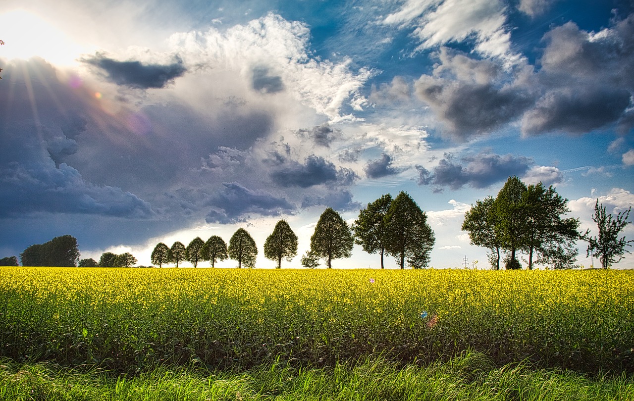 weather  oilseed rape  landscape free photo