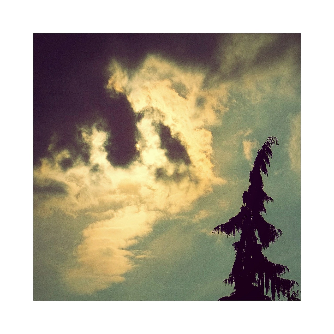 weather conifer clouds free photo