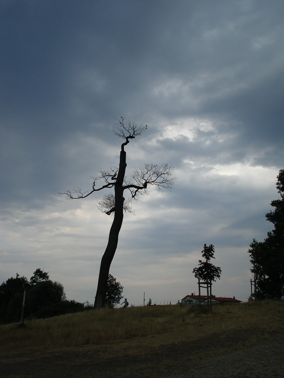 weather tree clouds free photo