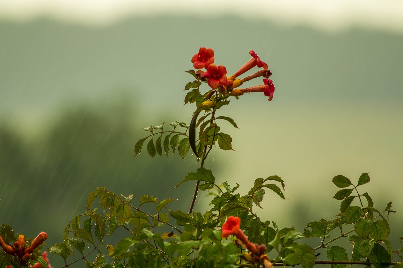 weather rain flowers free photo