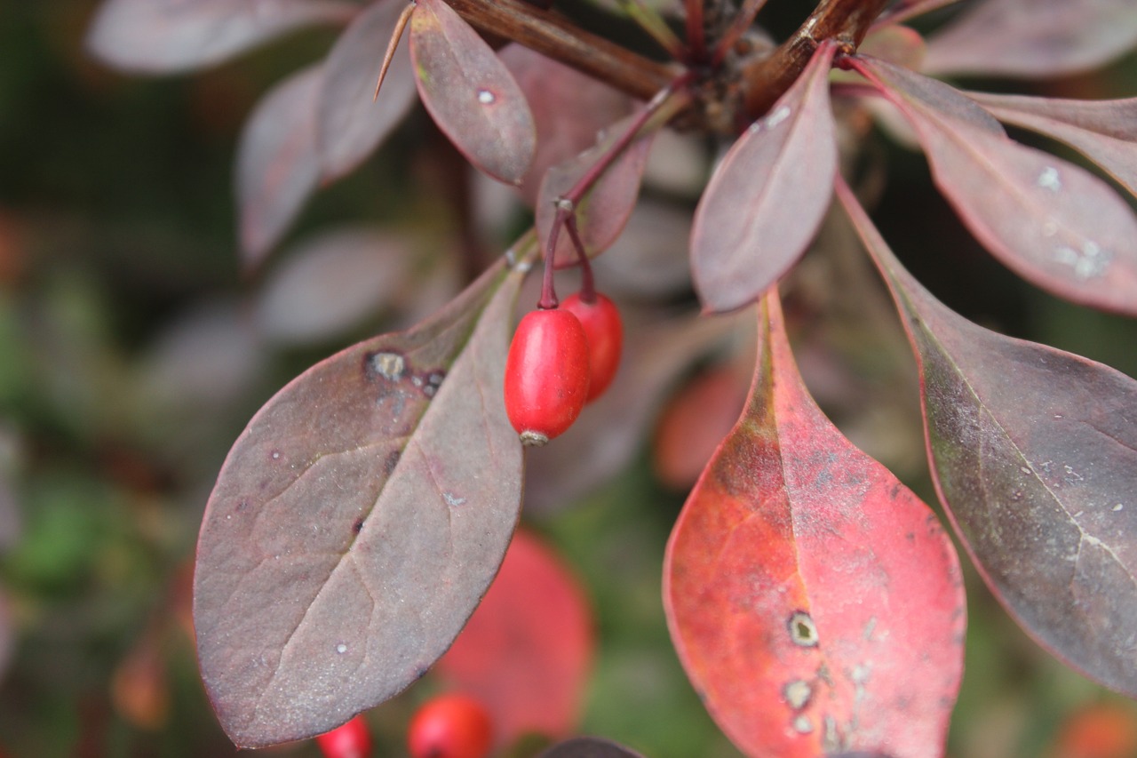 weather autumn fruit free photo