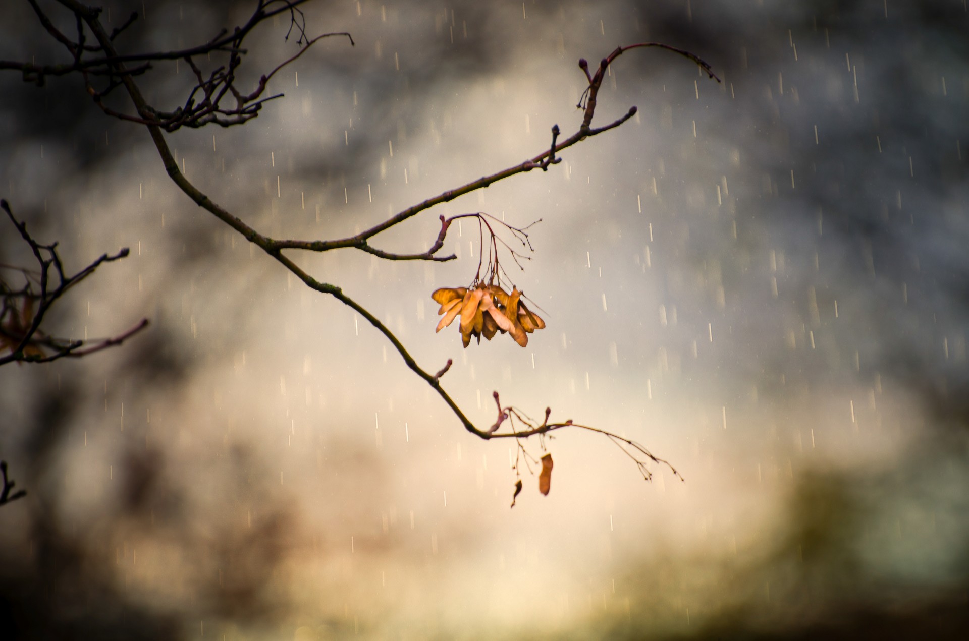 rain raining autumn free photo