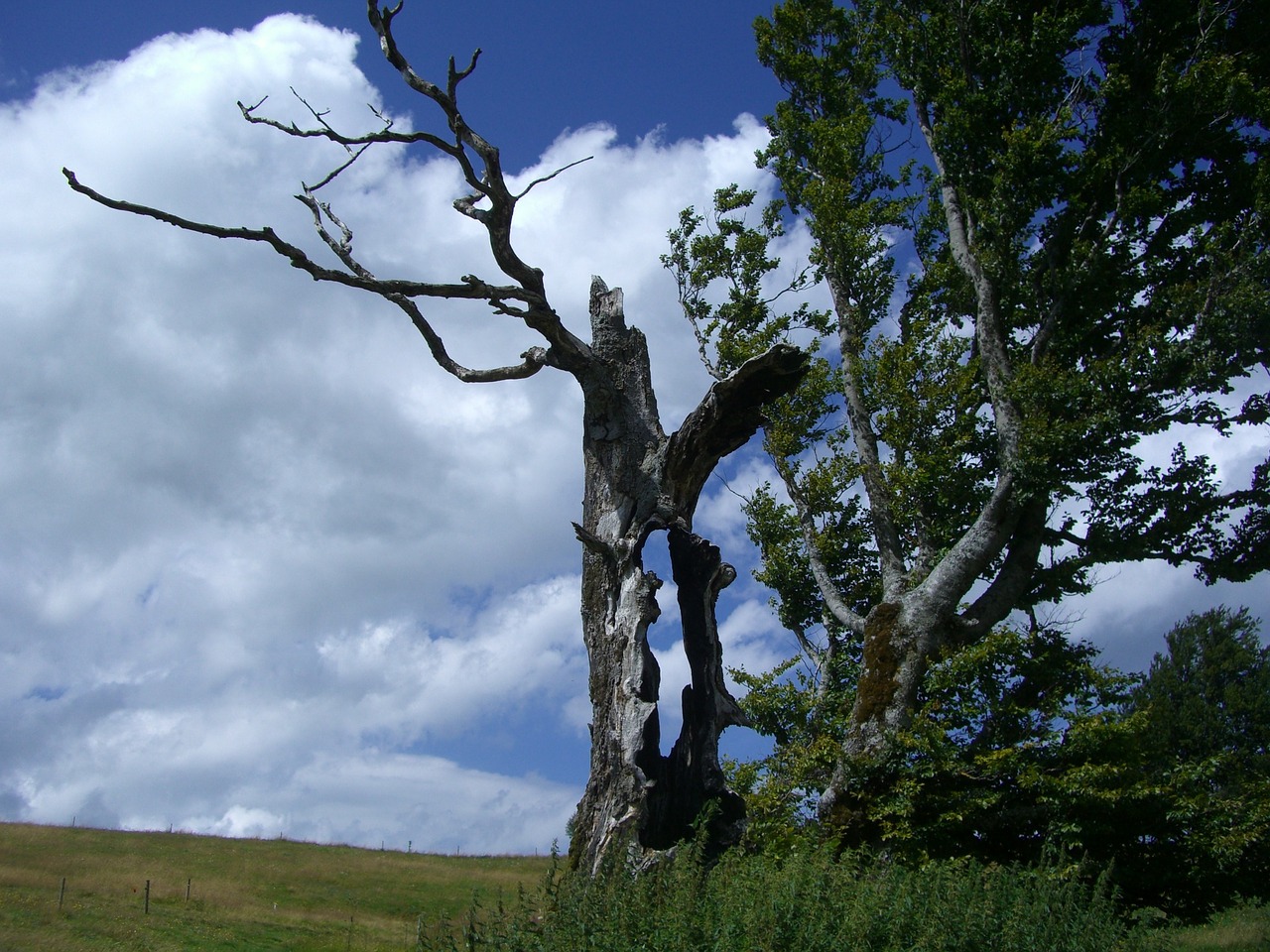 weather beech hollow tree trunk sky free photo