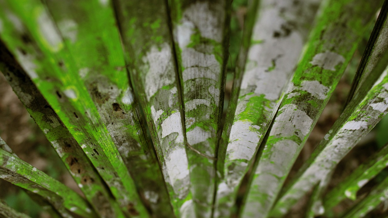 weathered  bamboo  nature free photo