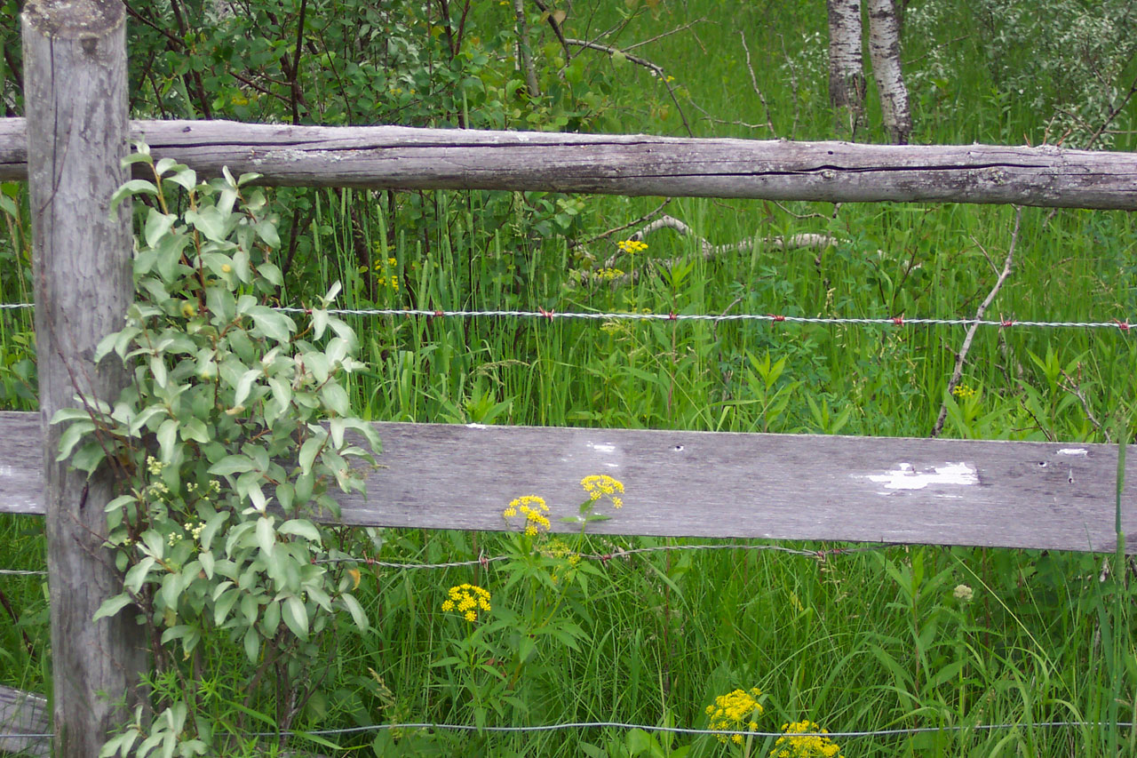 weathered grunge fence free photo