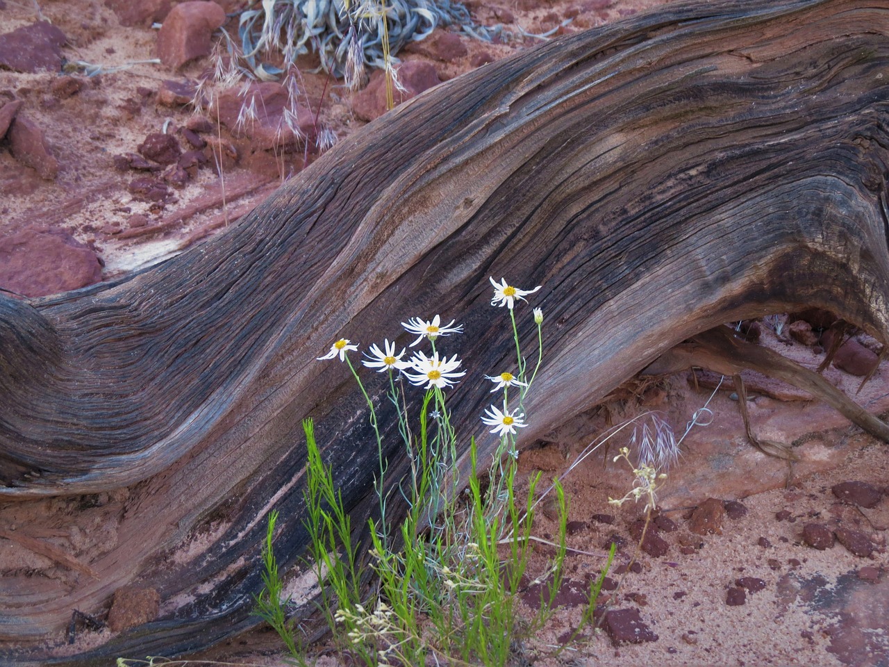 weathered log hiking white flowers free photo