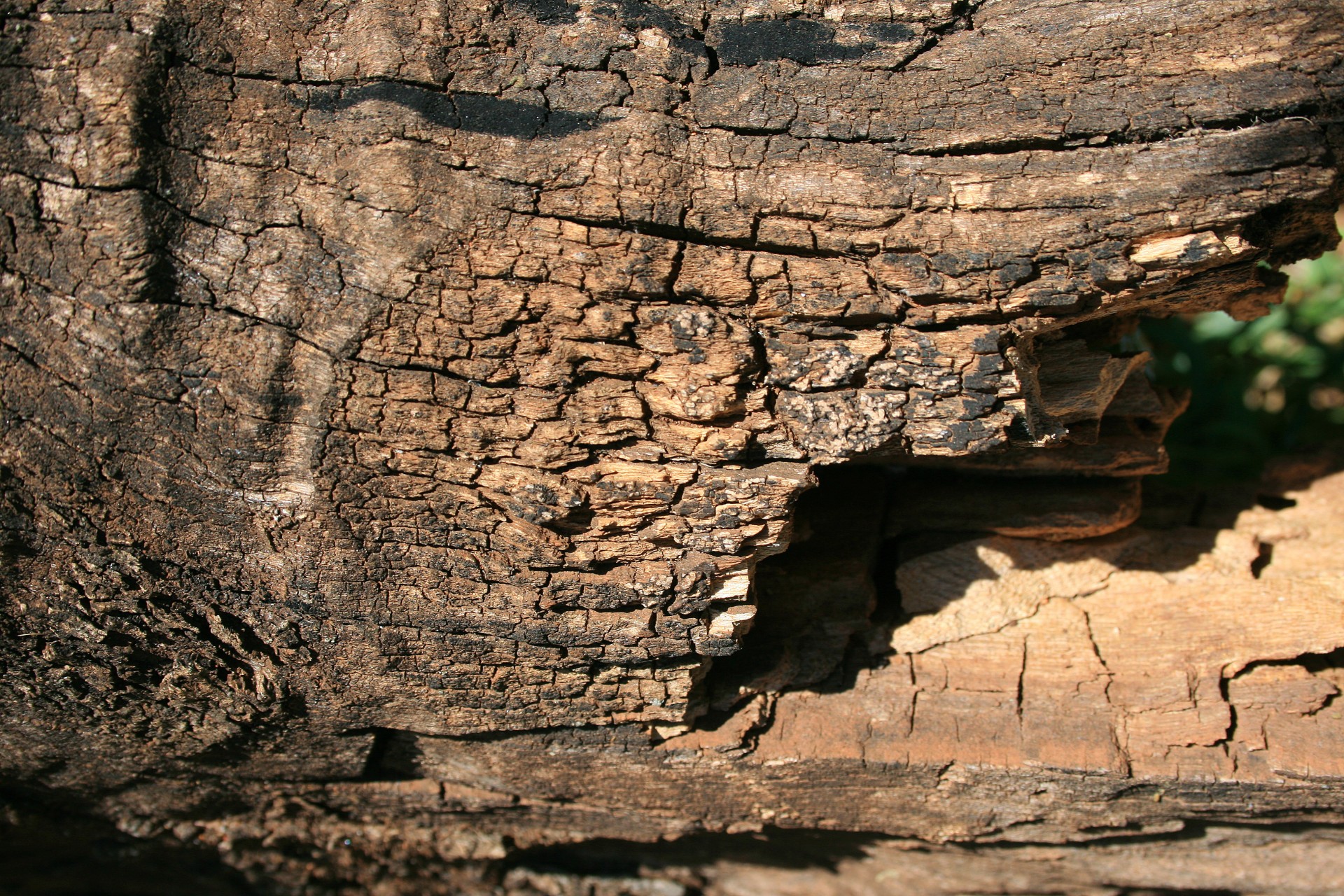 stump tree dead free photo