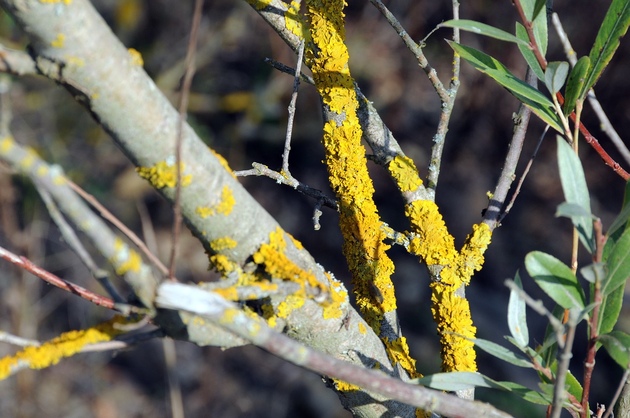 weave branch yellow free photo