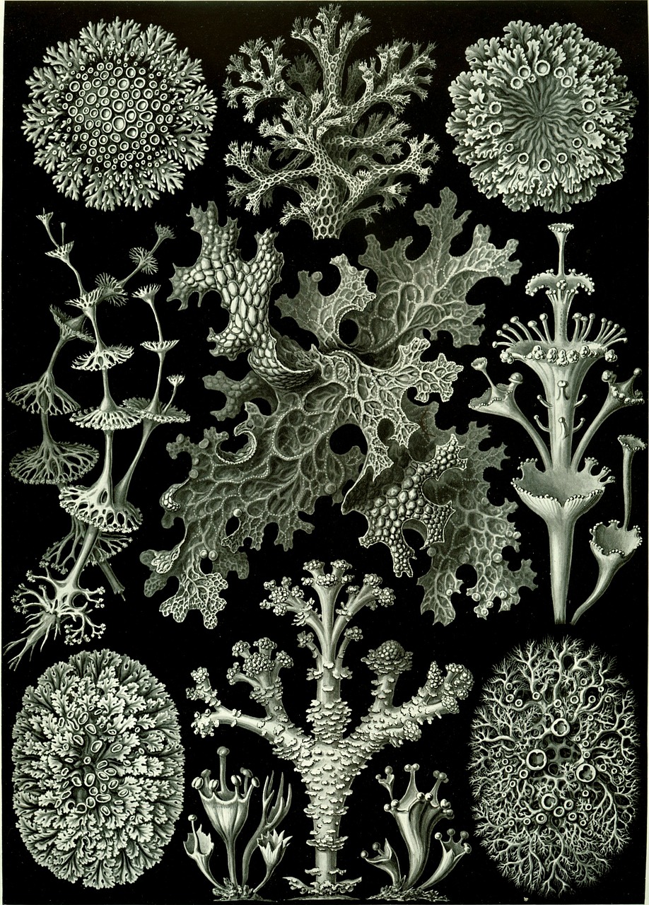 weave haeckel lichenes photobionten free photo