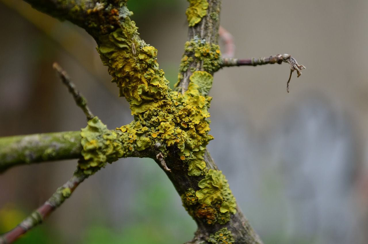 weave moss branch free photo