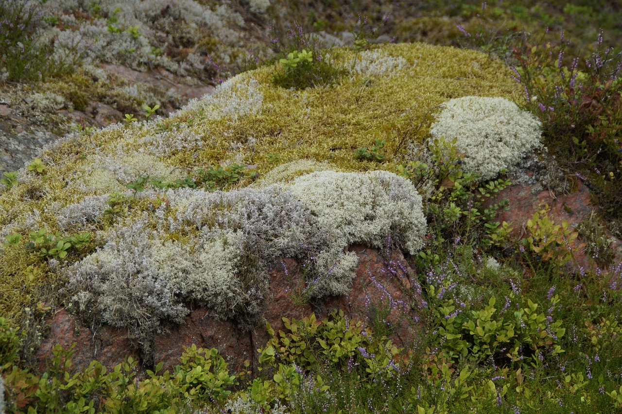 weave moss stone free photo