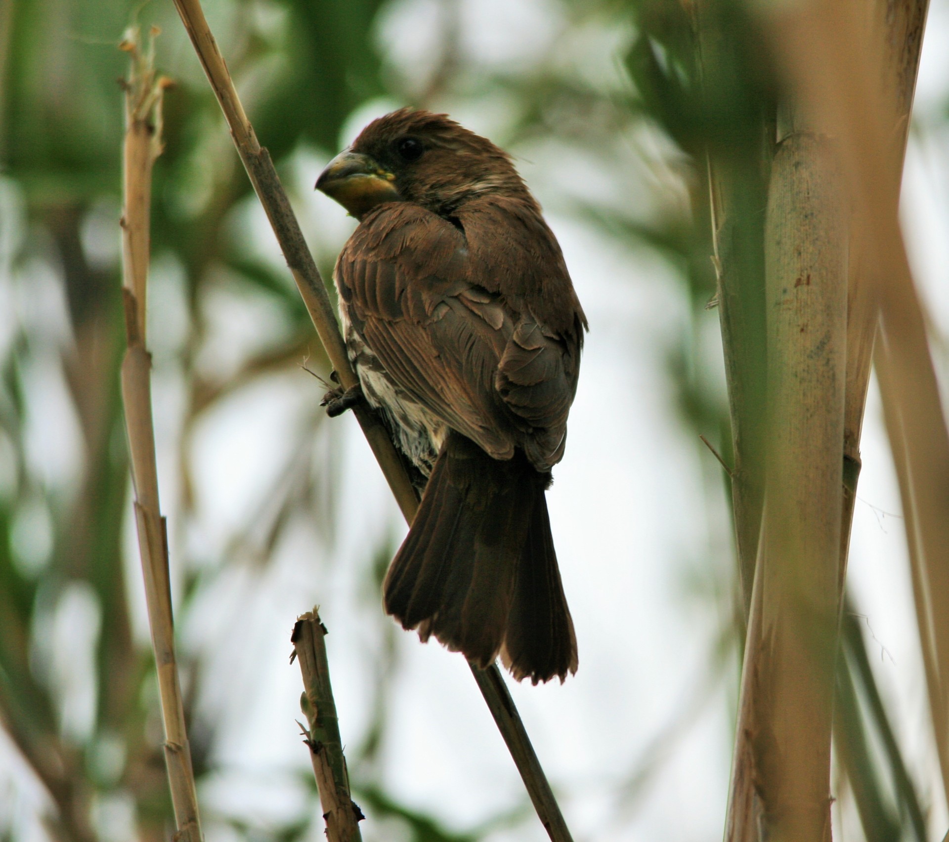 bird weaver thick-billed free photo