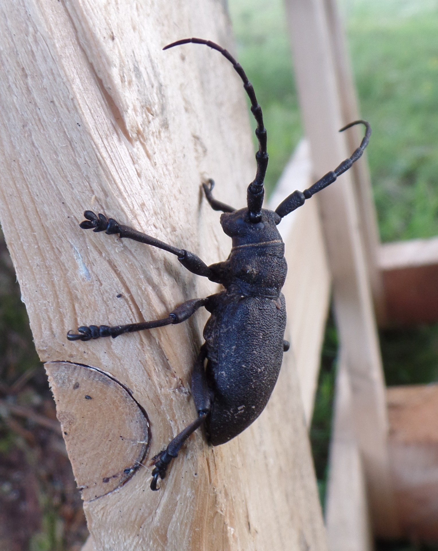 weaver beetle long-horned beetle black bug free photo