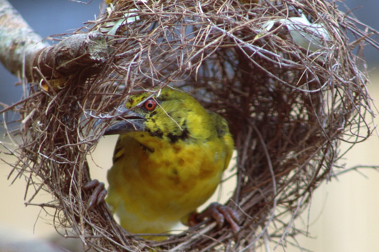 weaver bird bird nest free photo