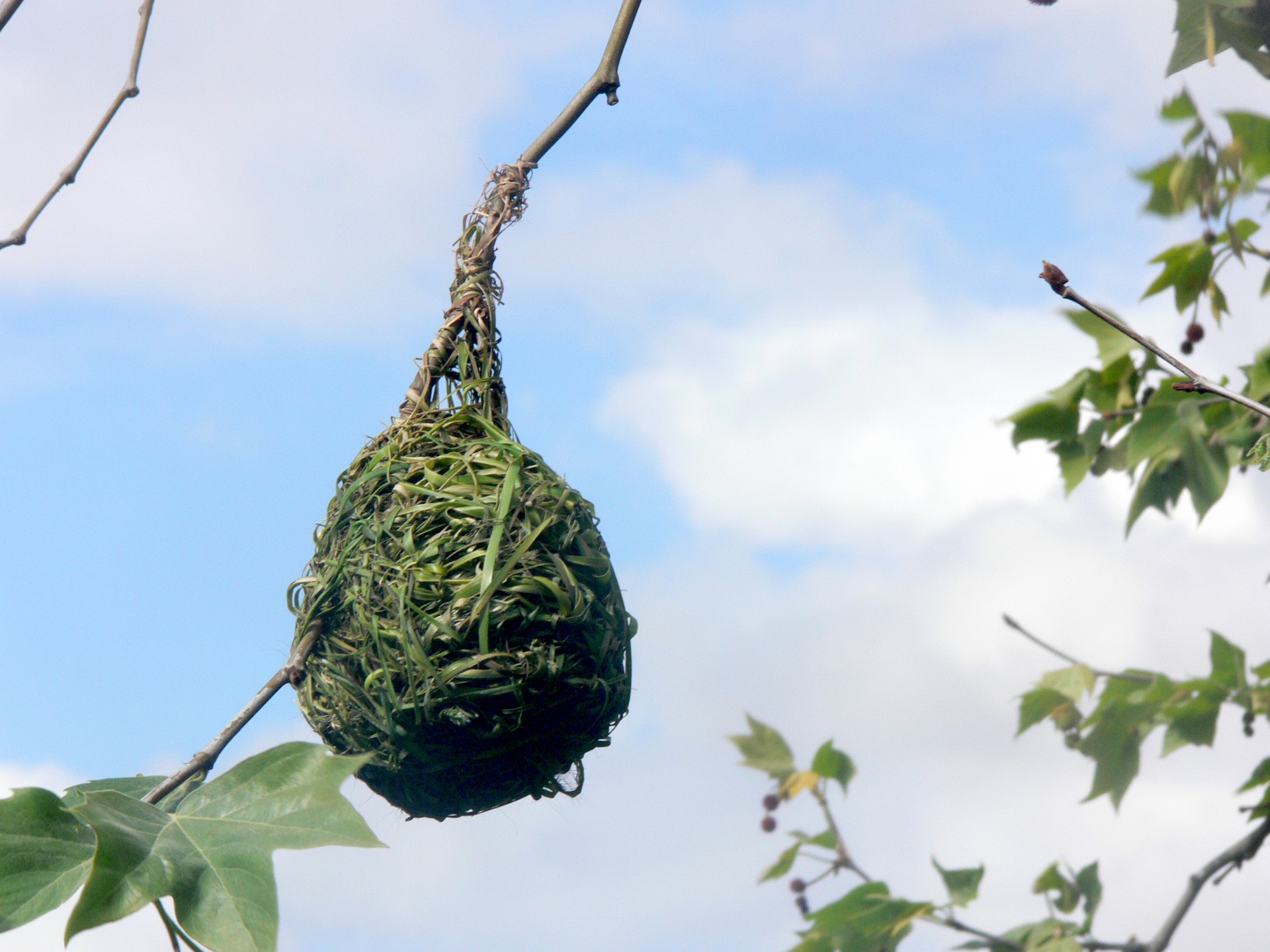 bird nest weaver free photo