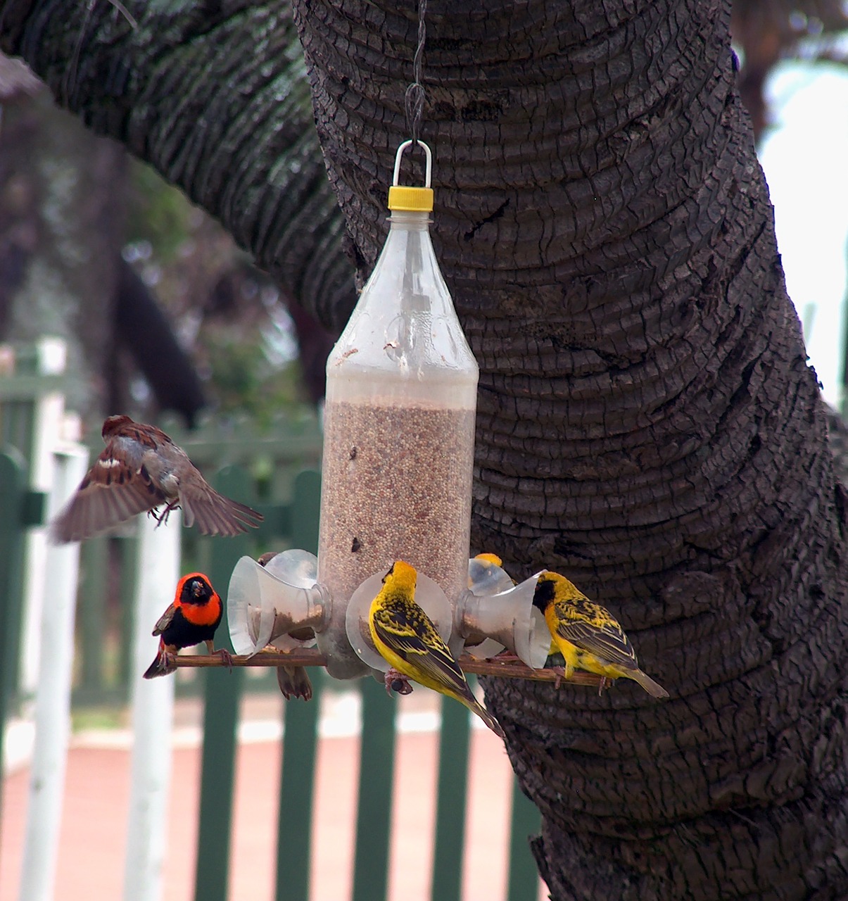 weaver birds feeder seed free photo