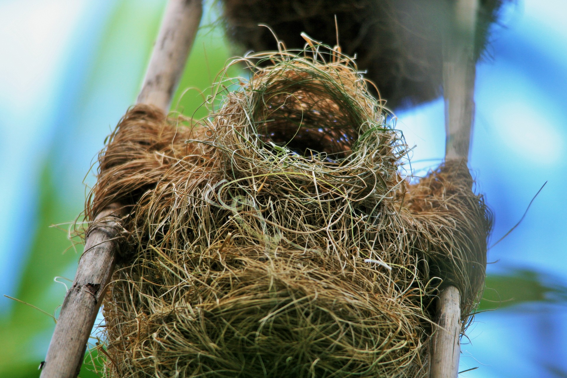 Edit free photo of Reeds,nest,woven,bird,weaver - needpix.com