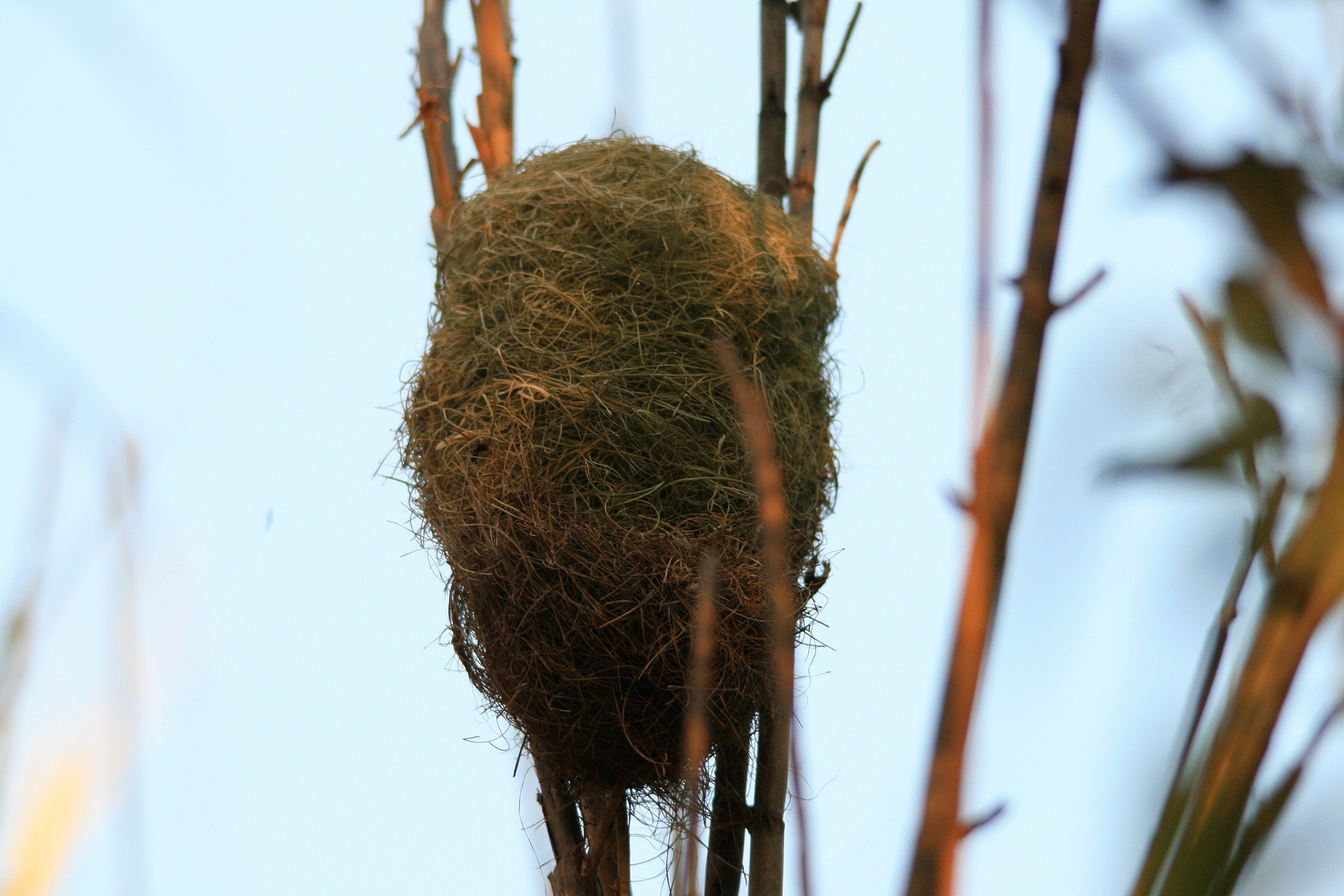 nest bird's woven free photo