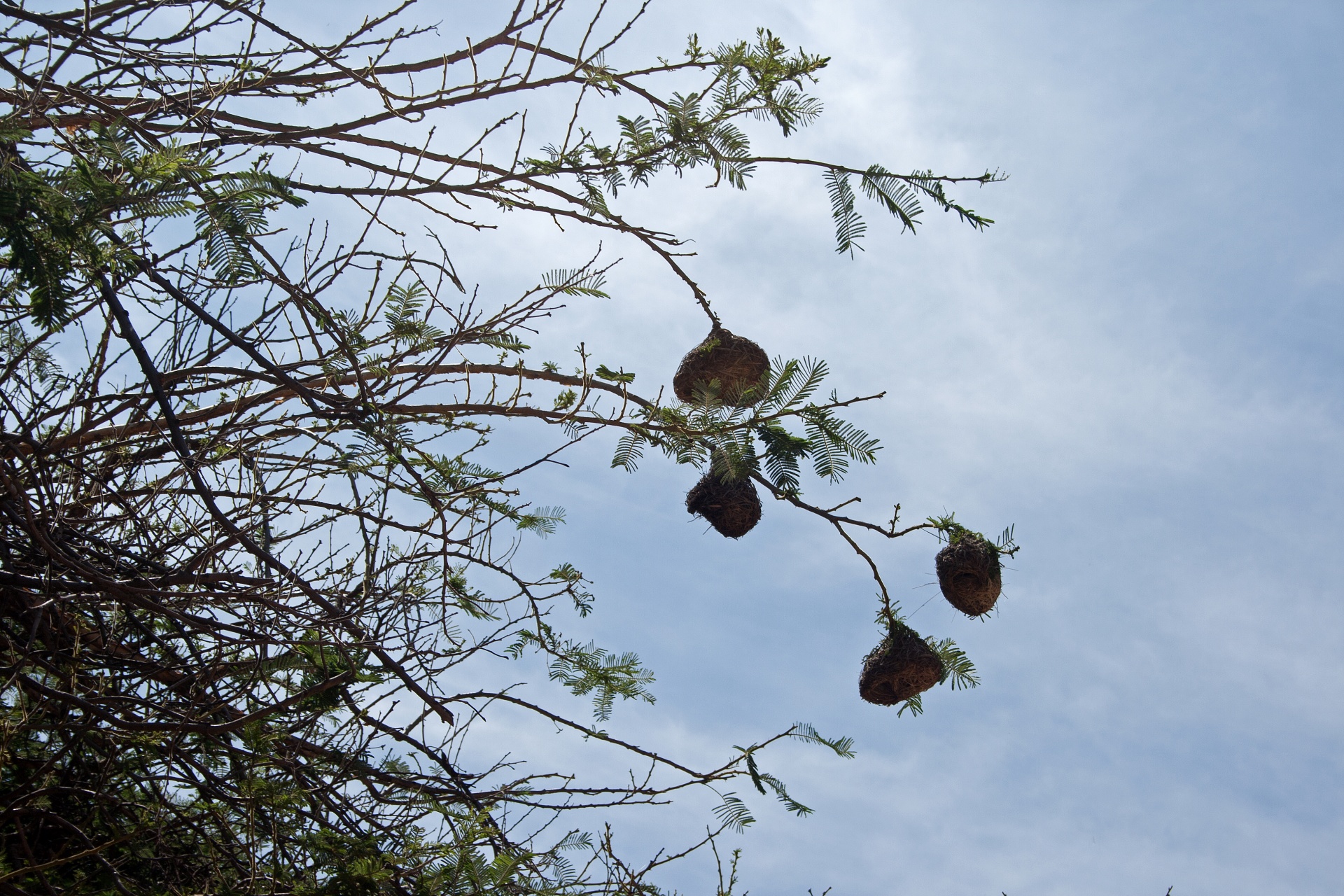 tree branches nests free photo