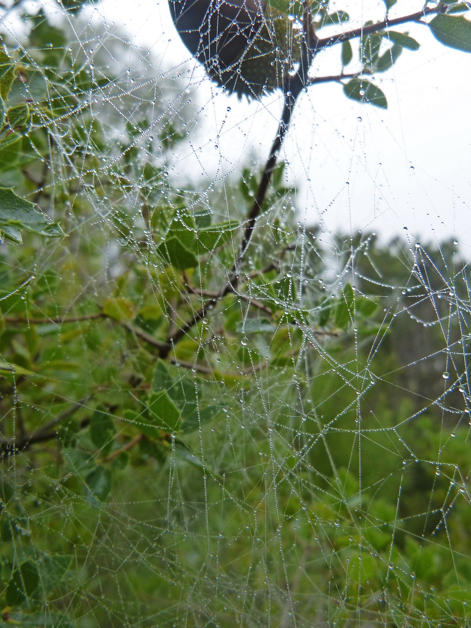 web moisture drops free photo