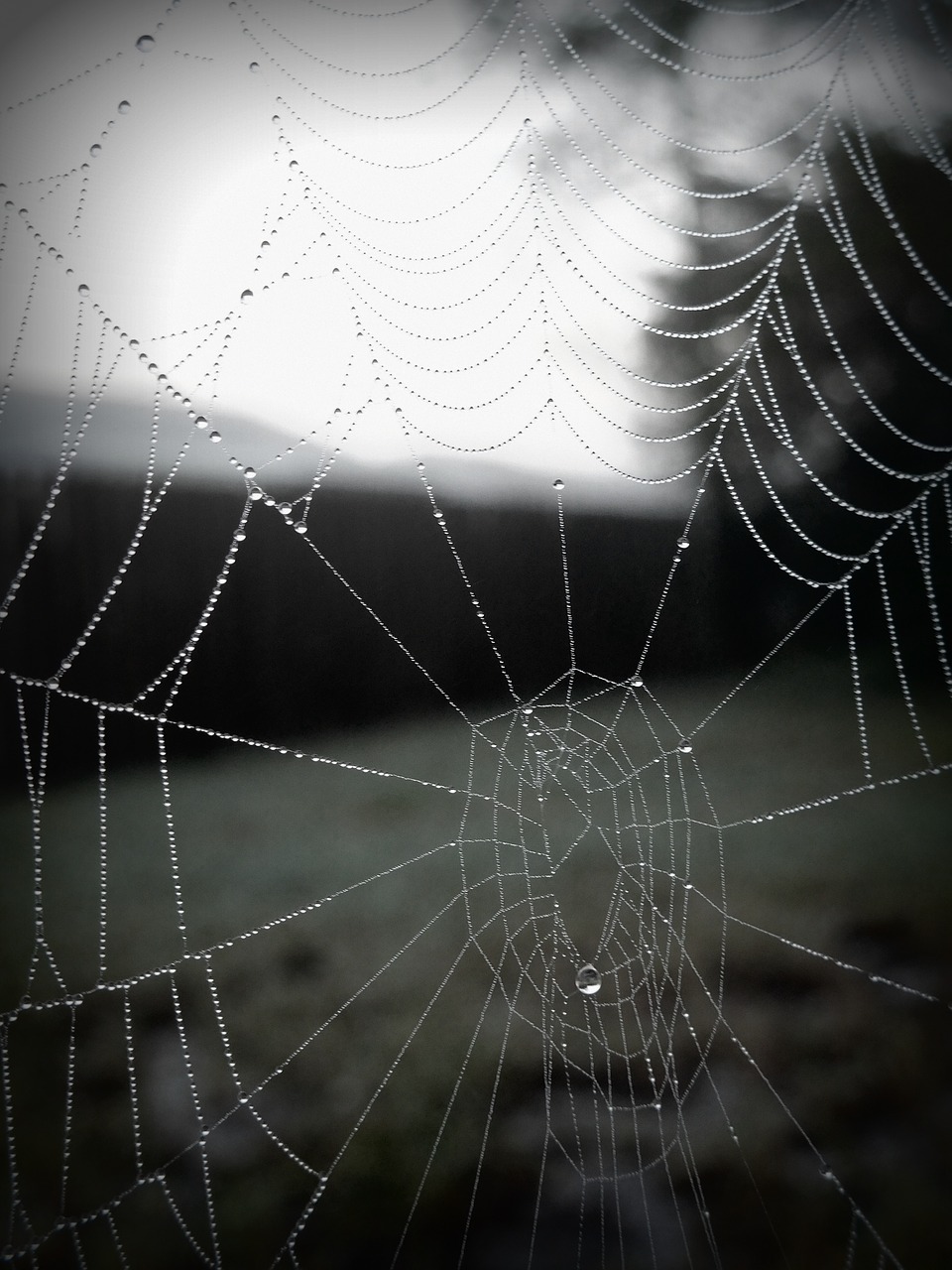 web spider web spider web with water beads free photo