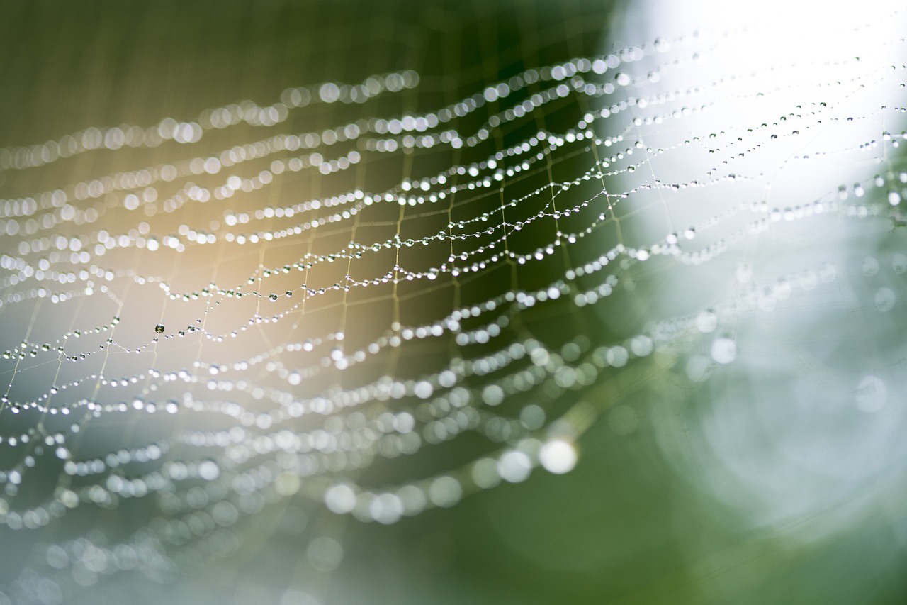 web spider drops free photo