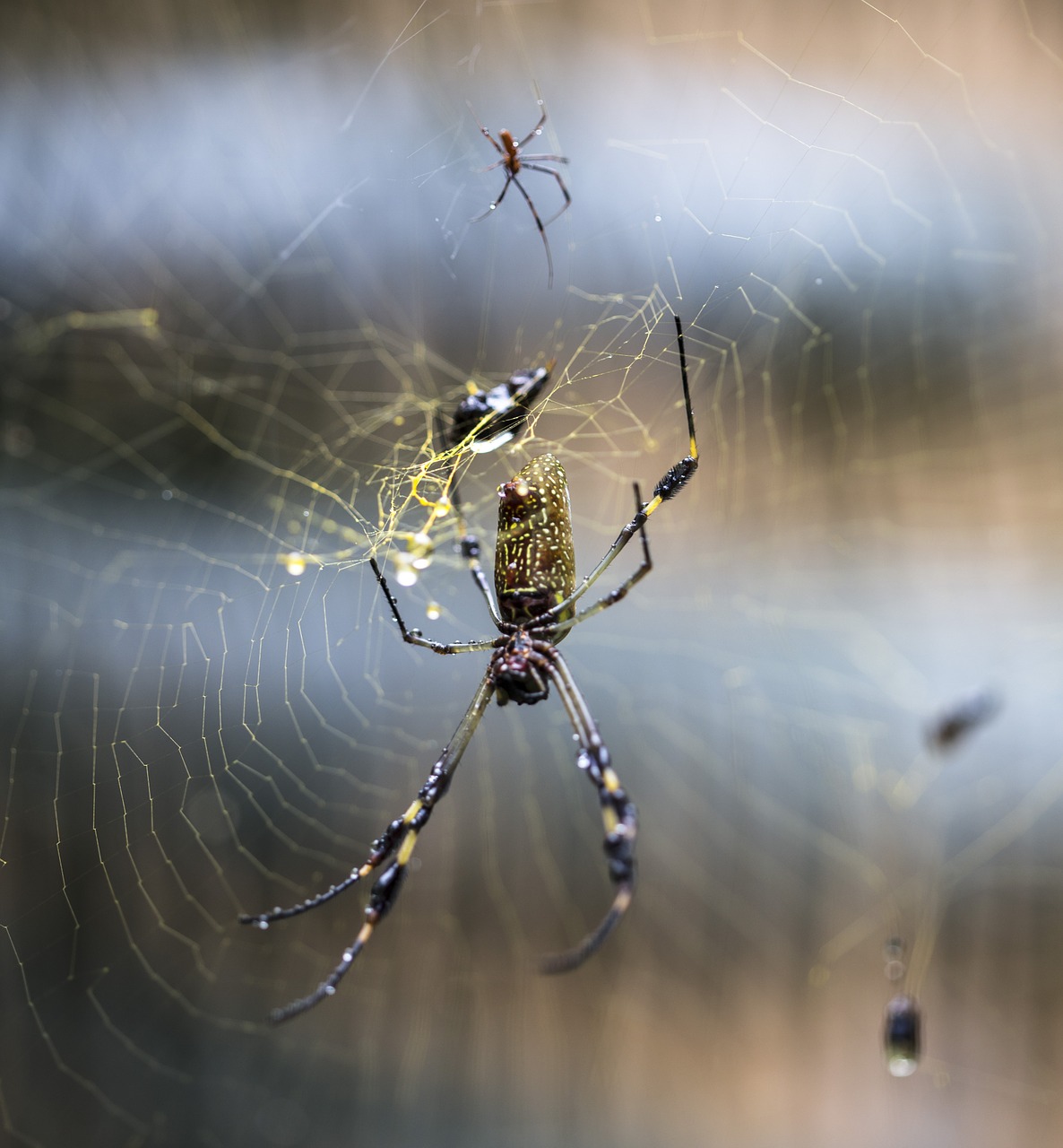 web spider drops free photo