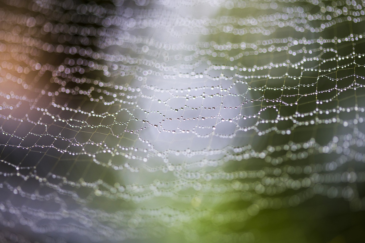 web spider drops free photo