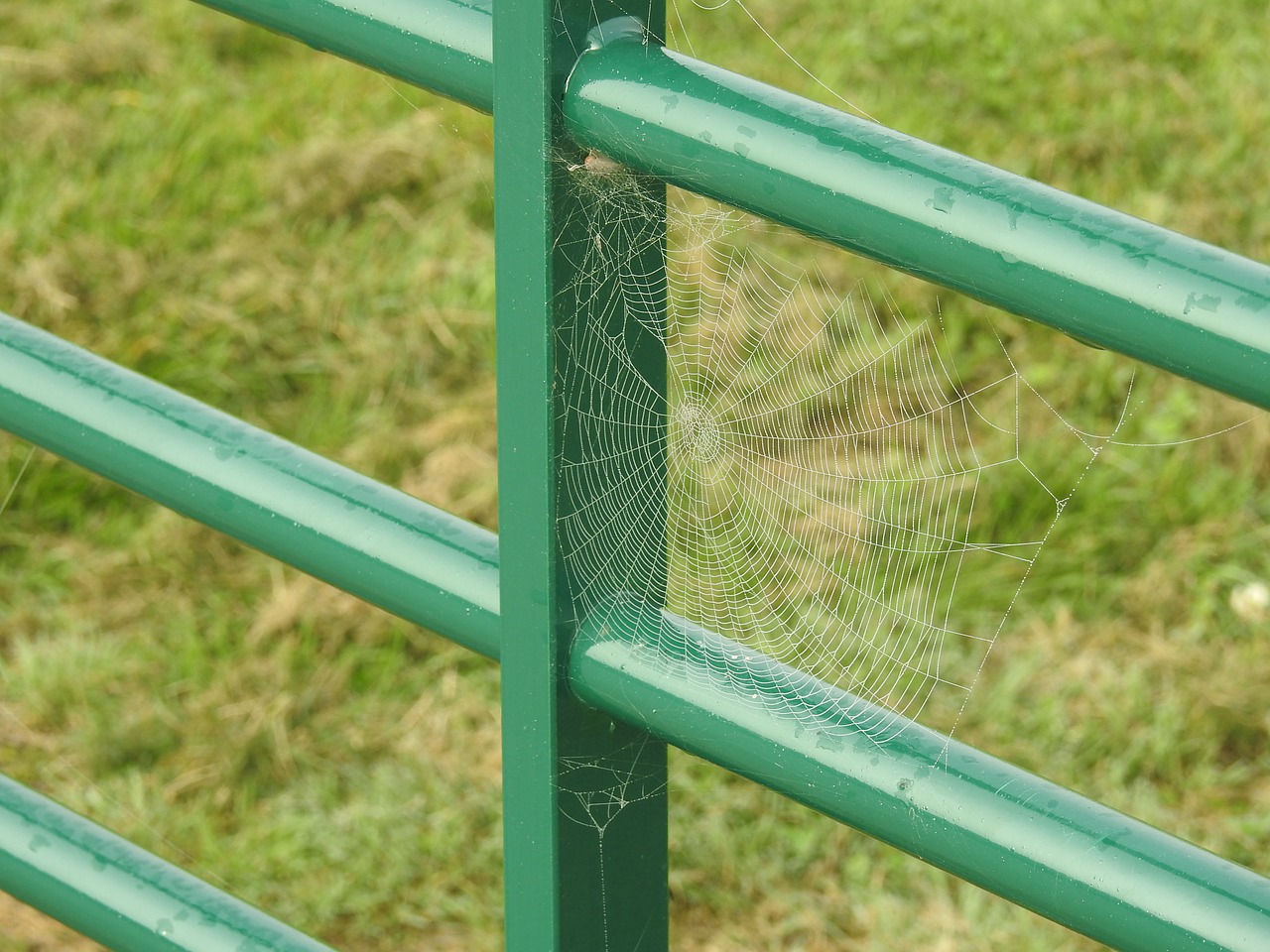 web spider dew free photo