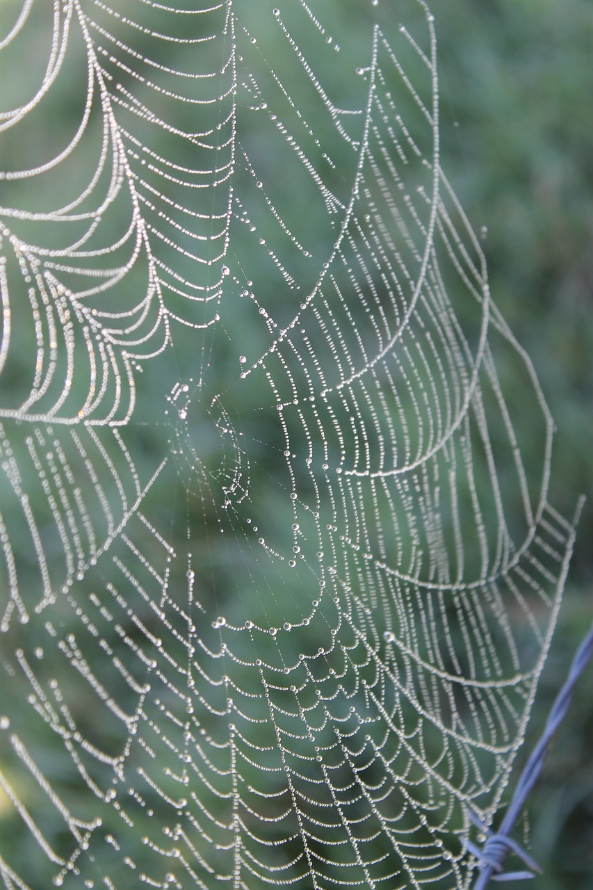 web spider dew free photo