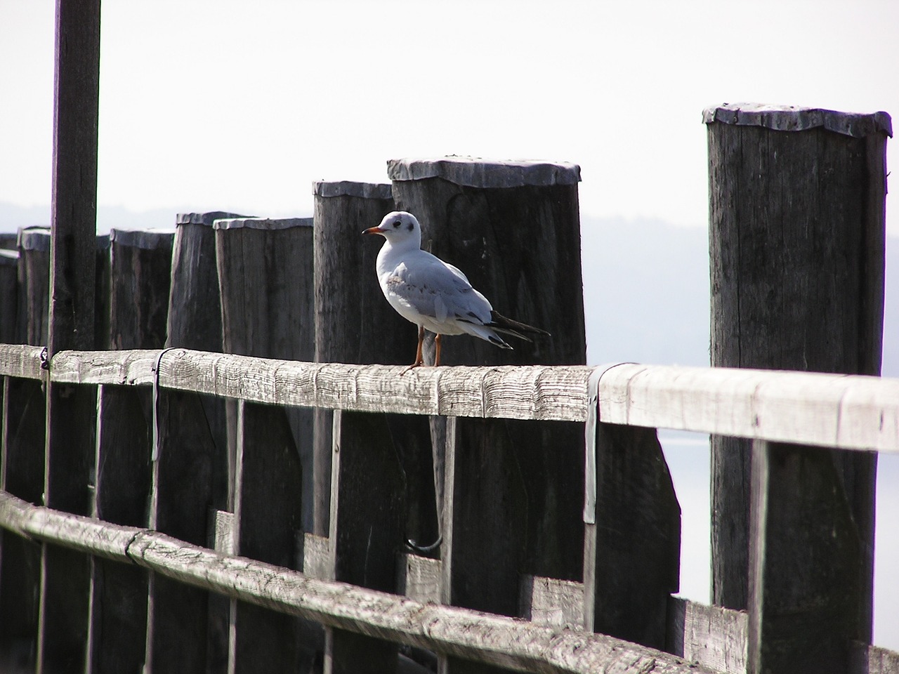 web lake seagull free photo