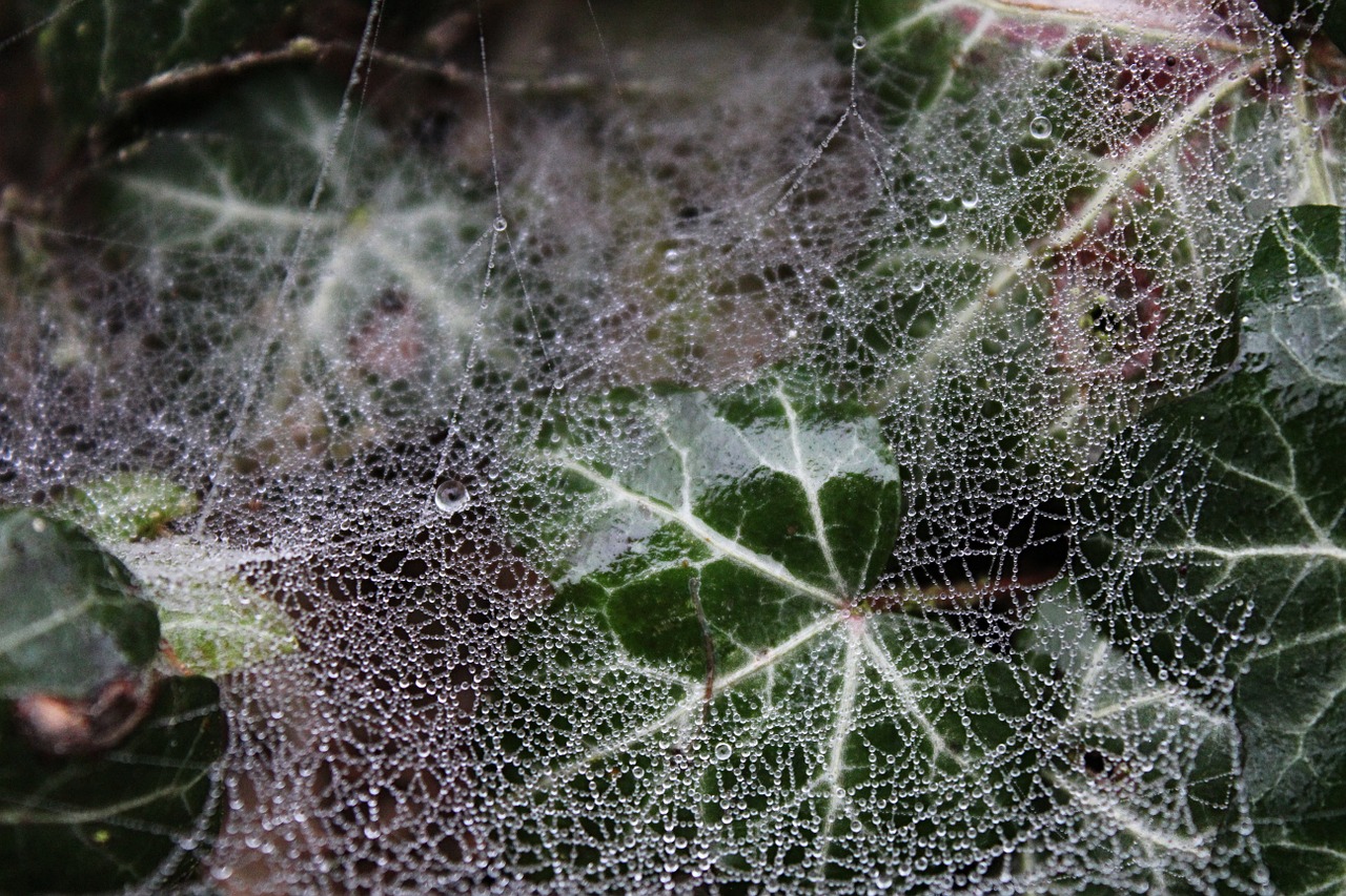 web dew ivy free photo