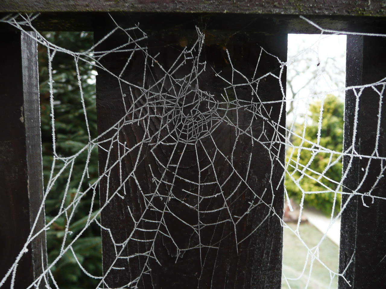 cobweb frost web free photo