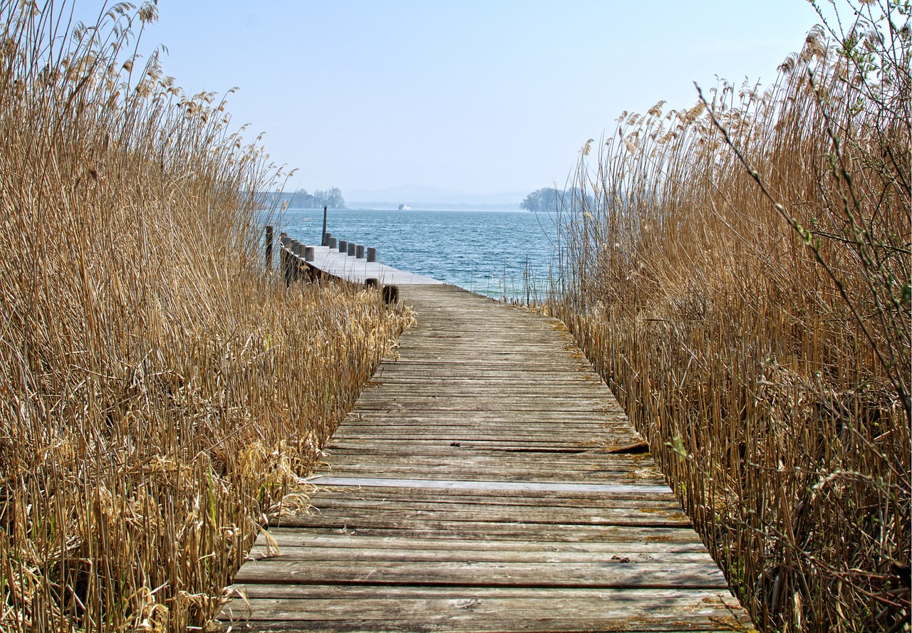 web reed nature free photo