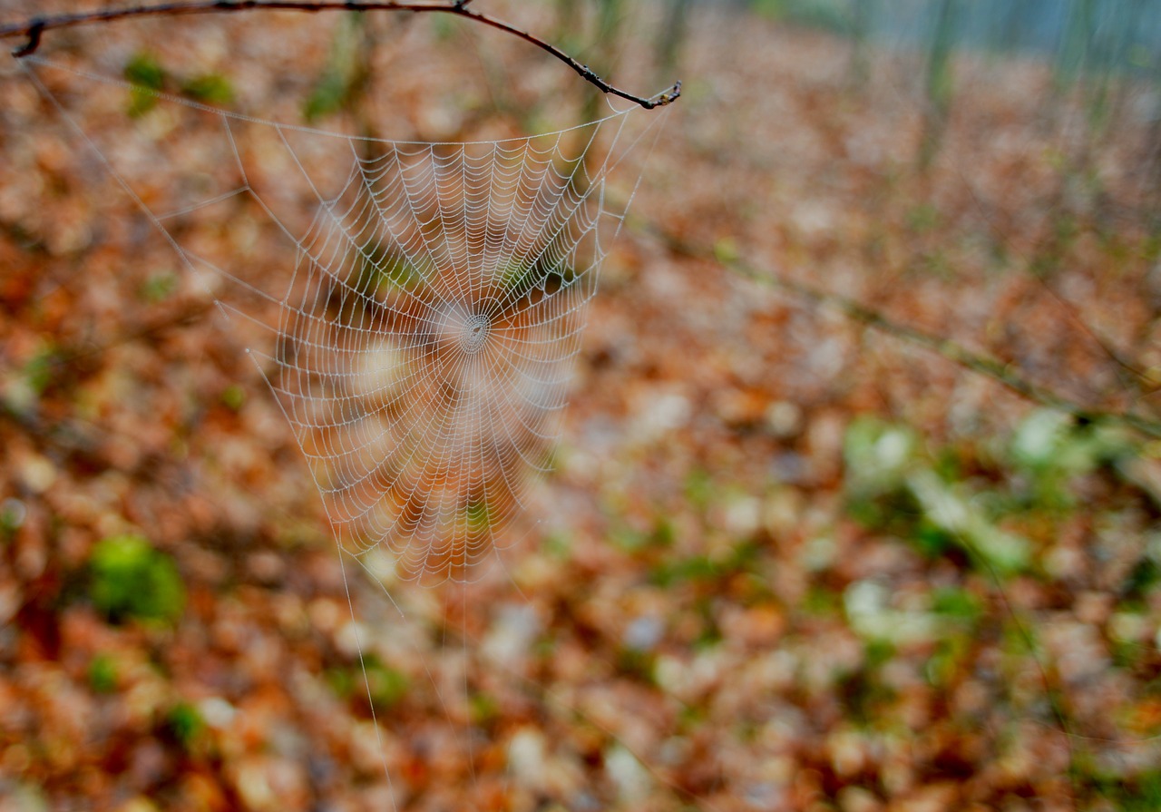 web forest spring free photo