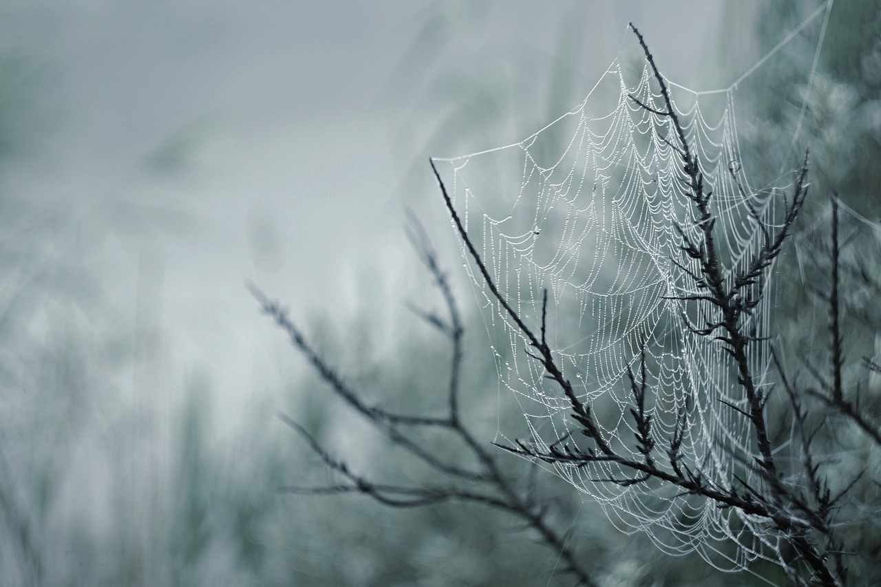 web fog detail free photo