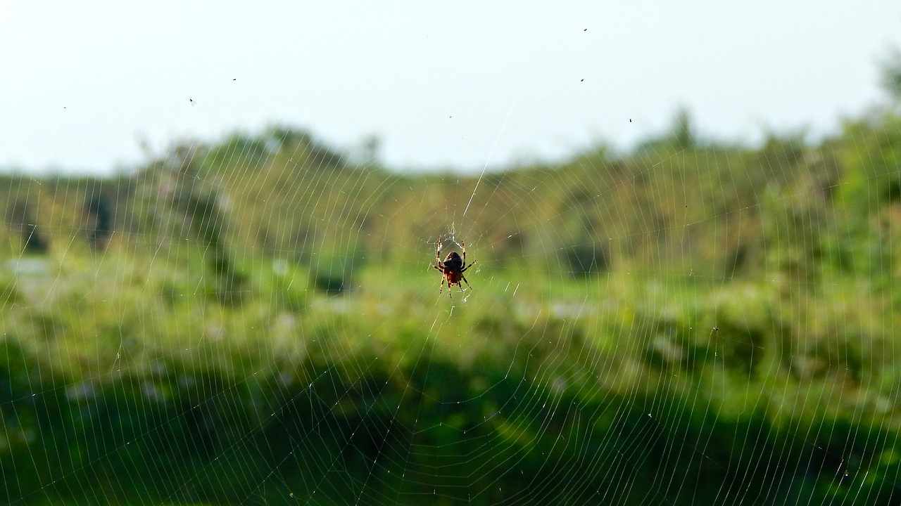 web spider network free photo