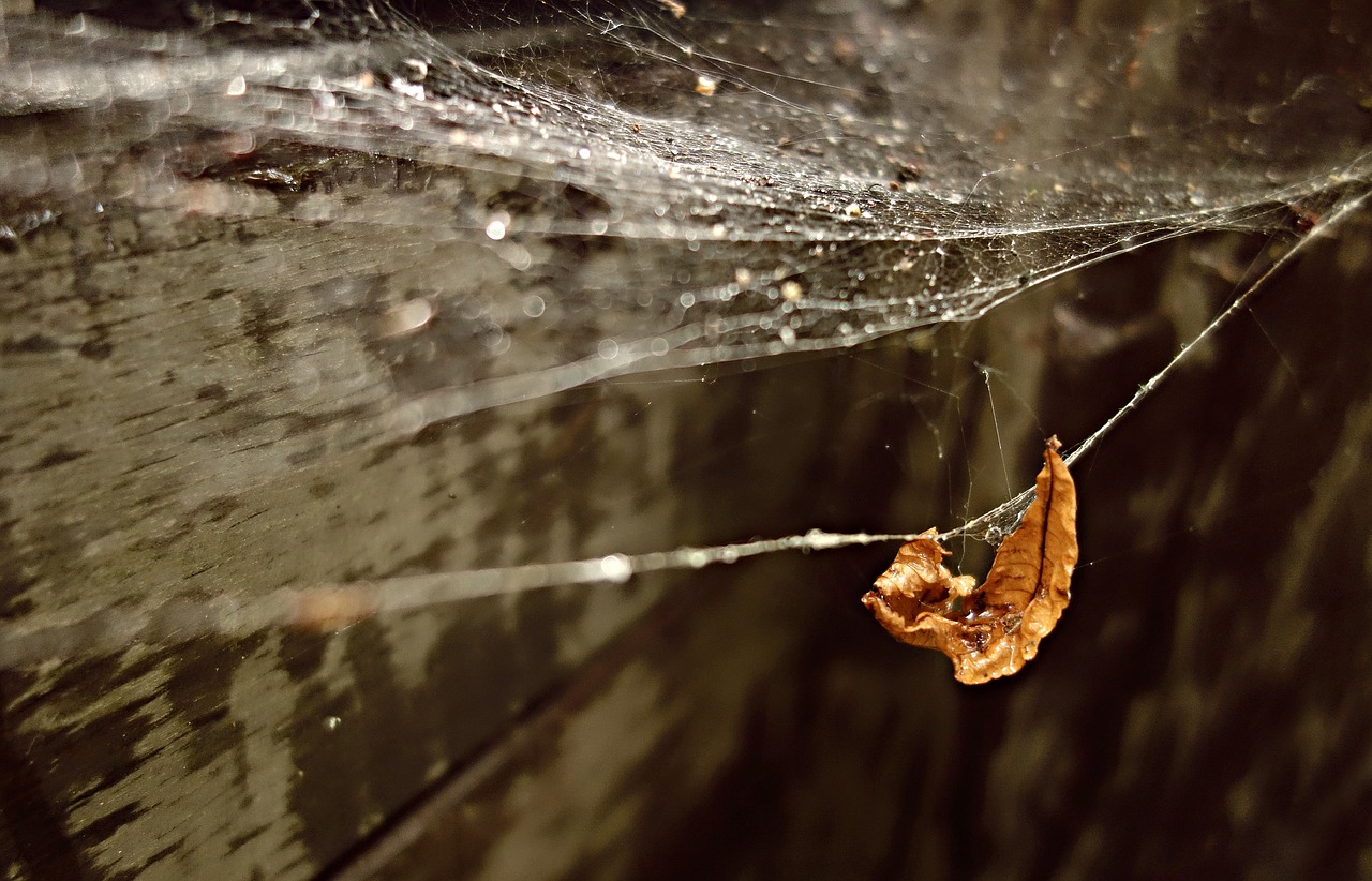 web spider web gossamer free photo