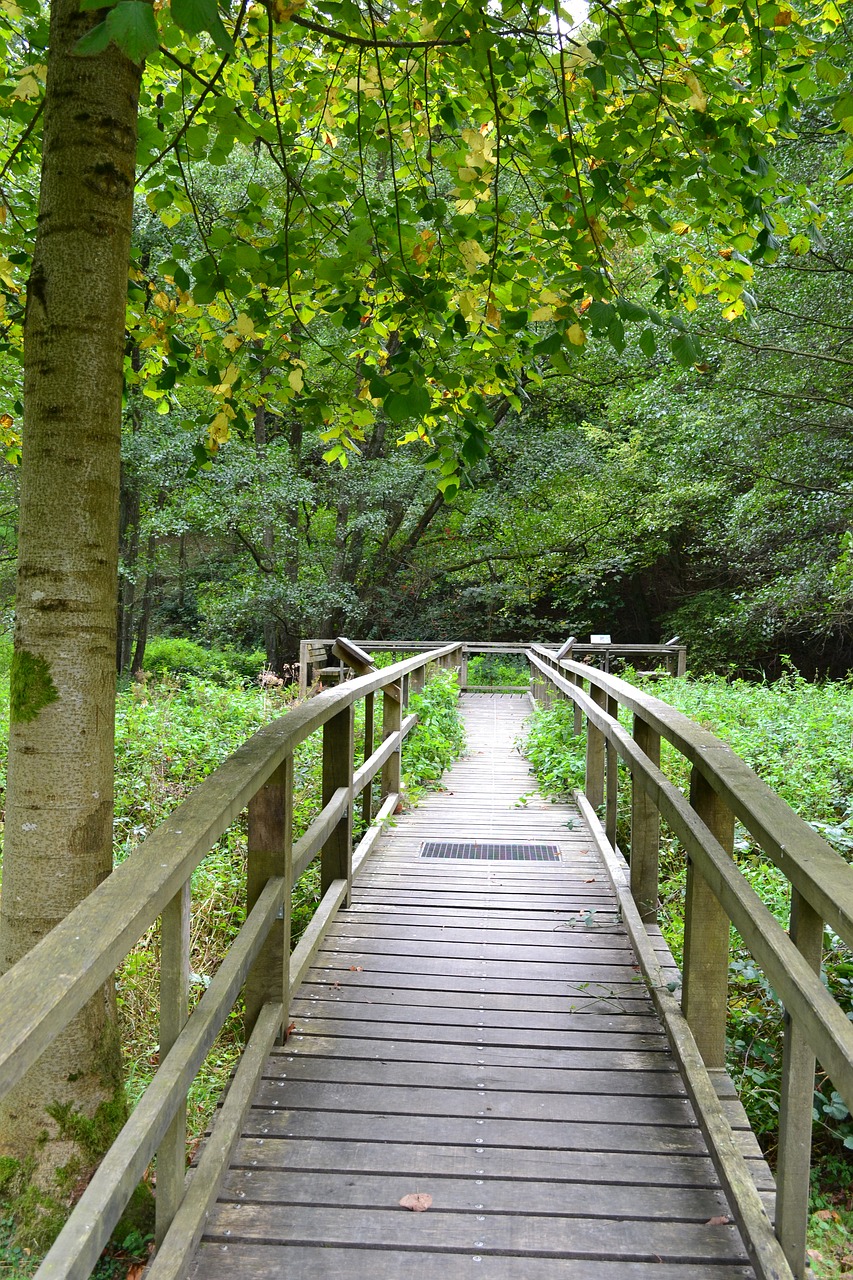 web biotope tree free photo