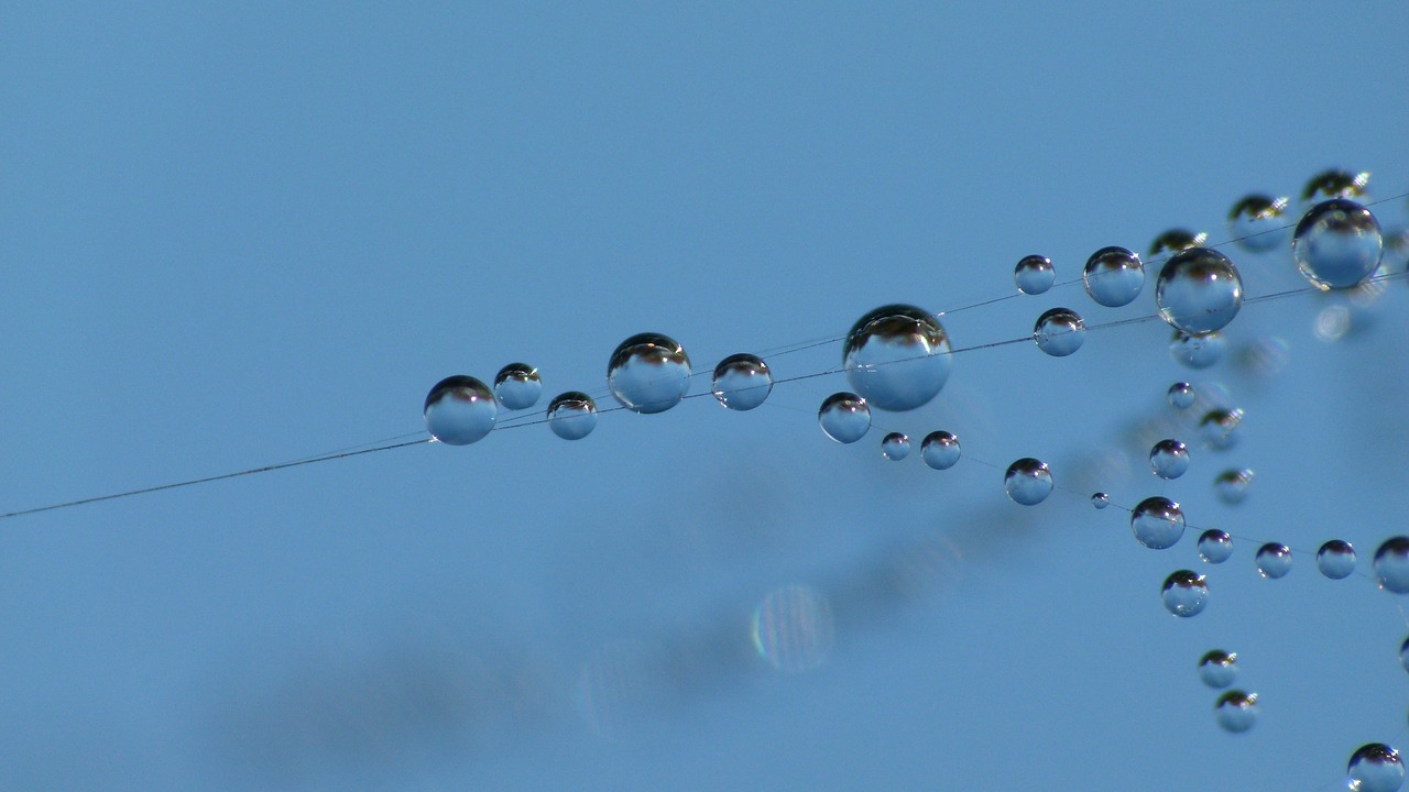 web dew-drop macro free photo