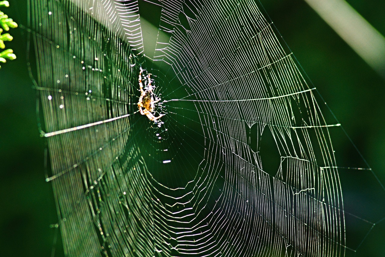 web spider sun free photo