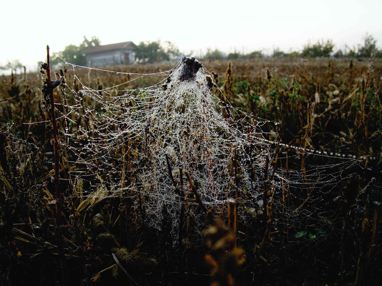 web field autumn free photo