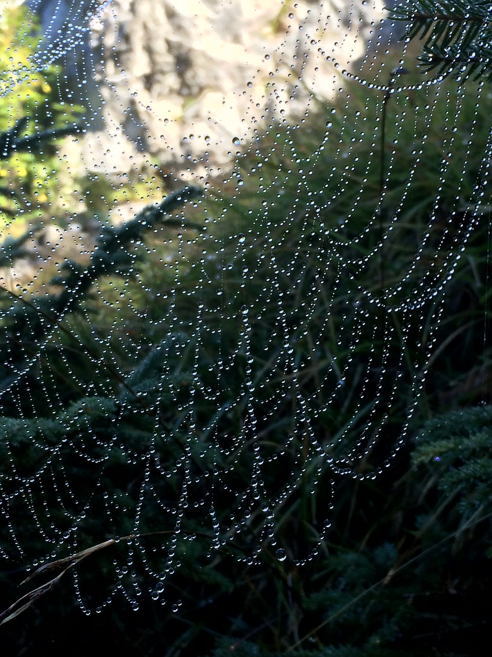 web dew mountains free photo