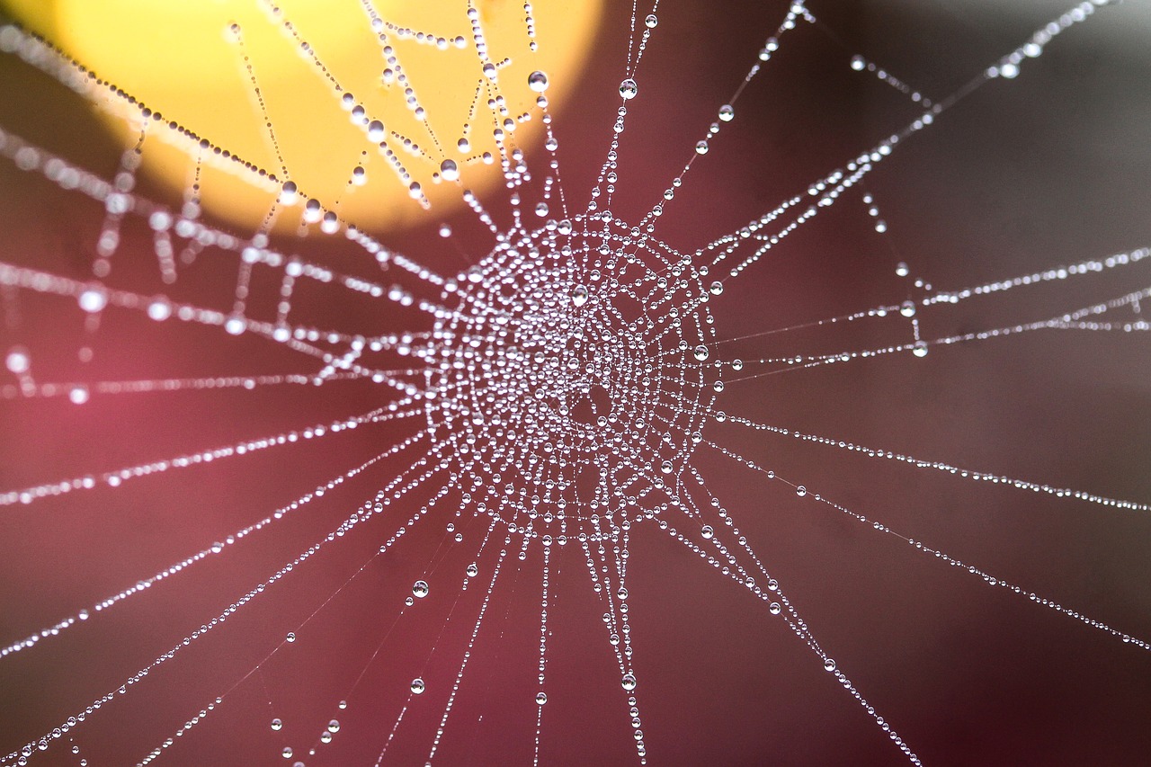 web water droplets dew drops free photo