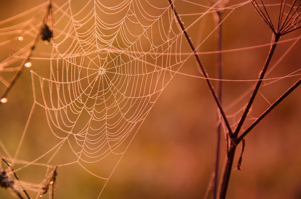 web dew macro free photo