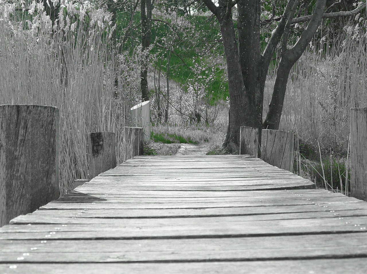 web wood bridge free photo